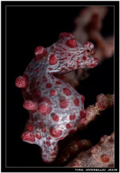 My first entry of a pigmy sea horse and it was so pregnan... by Yves Antoniazzo 